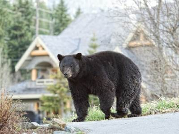 В Канаде женщина должна заплатить 60 000 долларов за кормление диких медведей